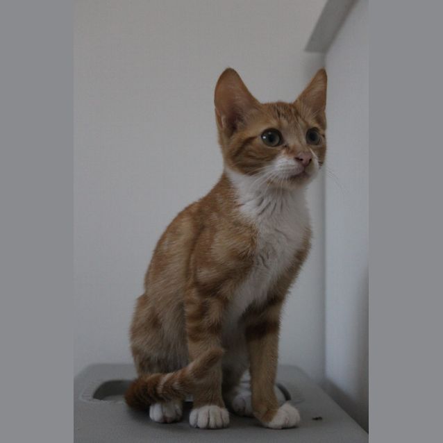 Photo of Goldie