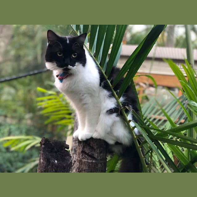 Photo of Mopsy 