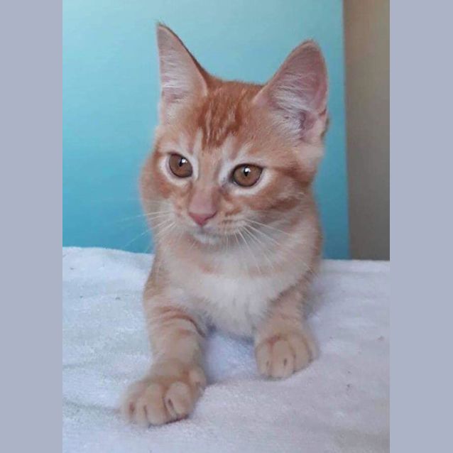 Photo of Bastet 