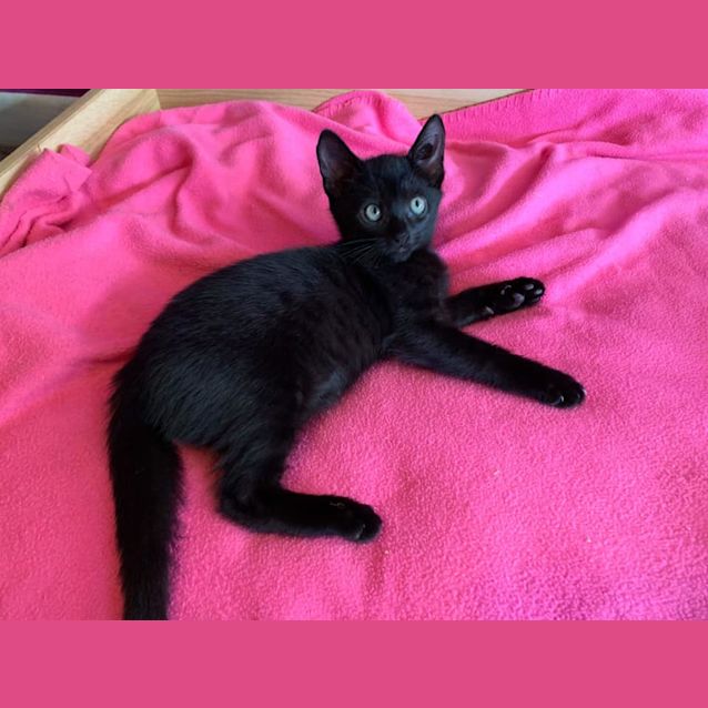 Photo of Clove 