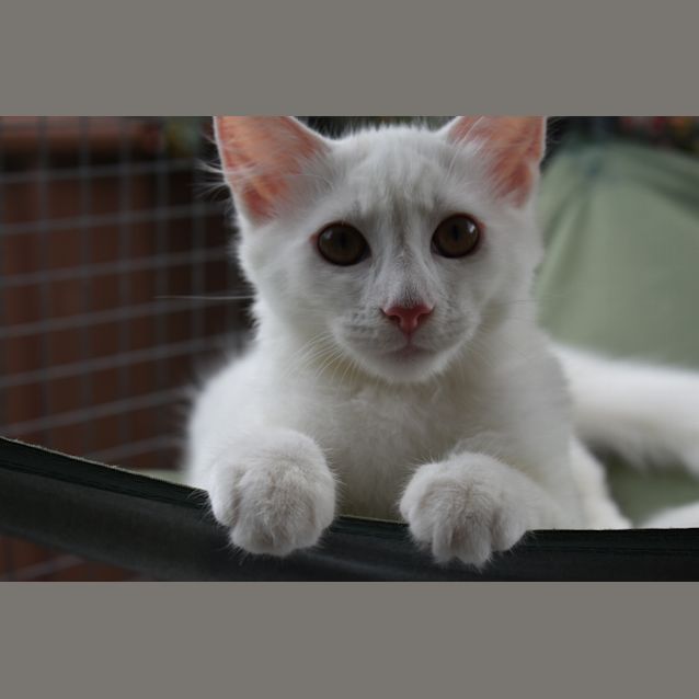 Photo of ❤️jasper A Divine Loving 6 Mth Old❤️