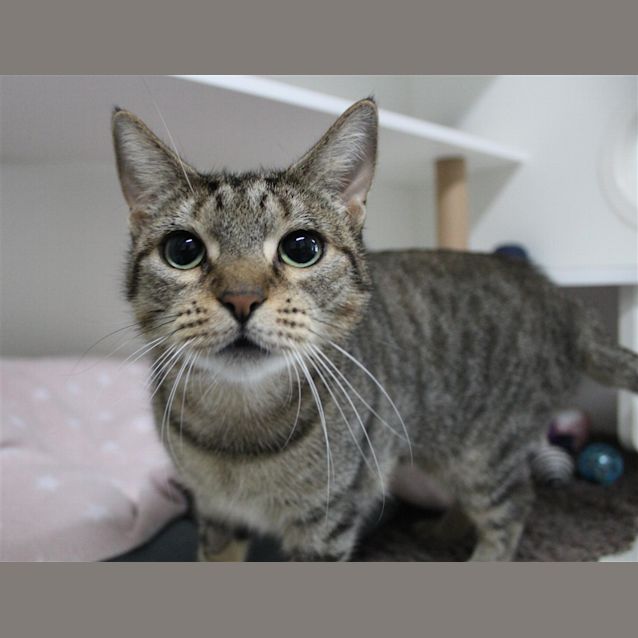 Photo of Suki