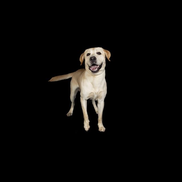 Photo of Boss