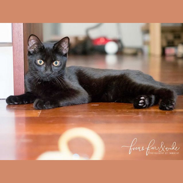 Photo of Ak3001  Aniseed