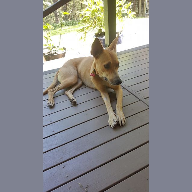 Photo of Ginger