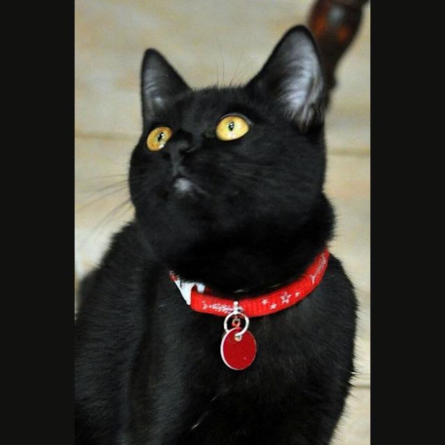 Photo of Blackie