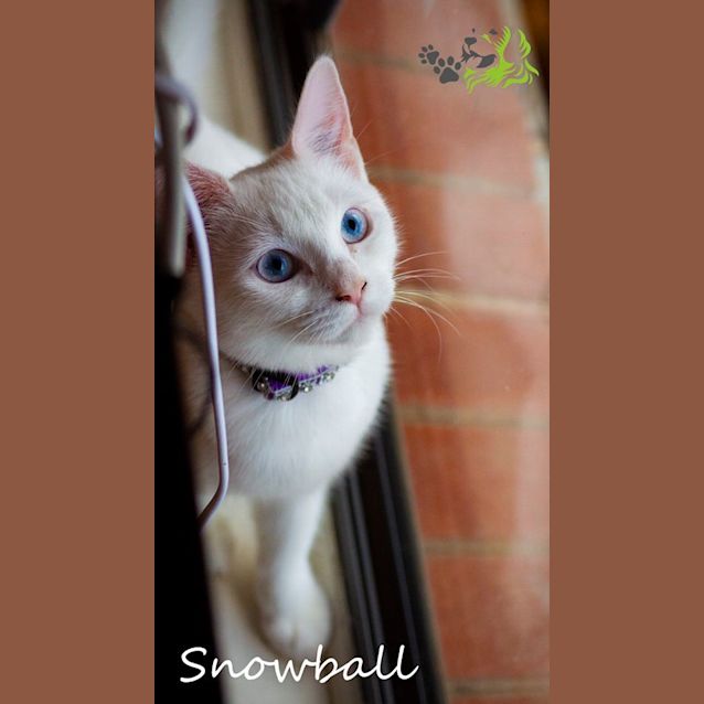Photo of **On Trial** Snowball