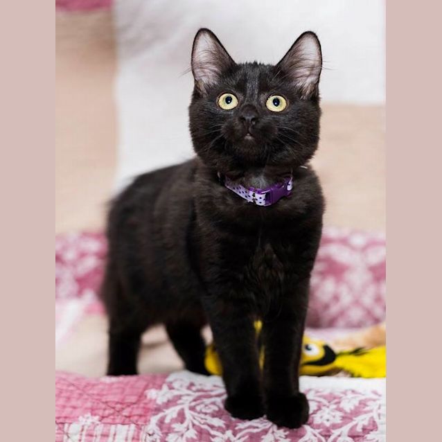 Photo of Brazil **2nd Chance Cat Rescue**
