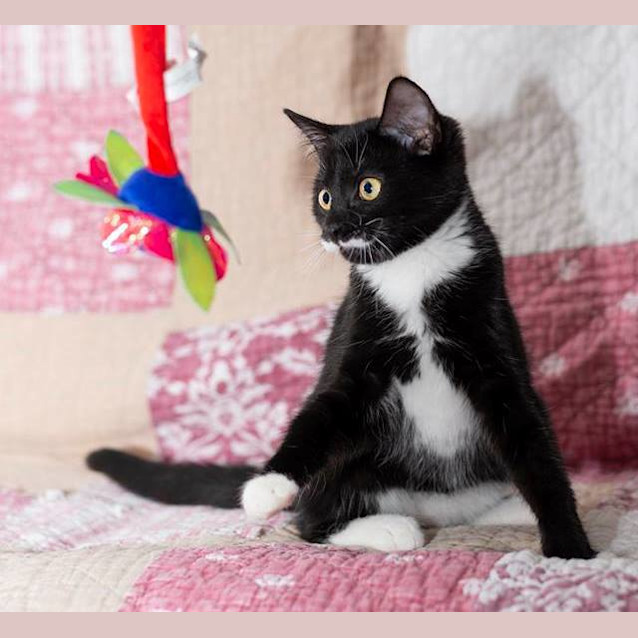 Photo of Pistachio **2nd Chance Cat R Rescue**