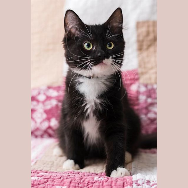 Photo of Cashew **2nd Chance Cat Rescue**