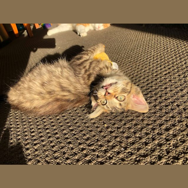 Photo of Delphie