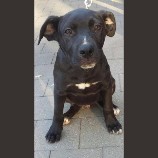 Photo of Smokey 