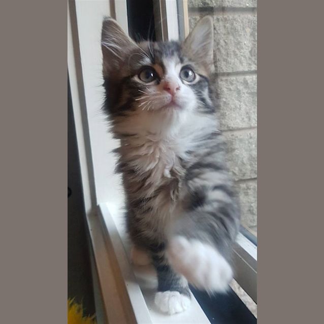 Photo of Percy