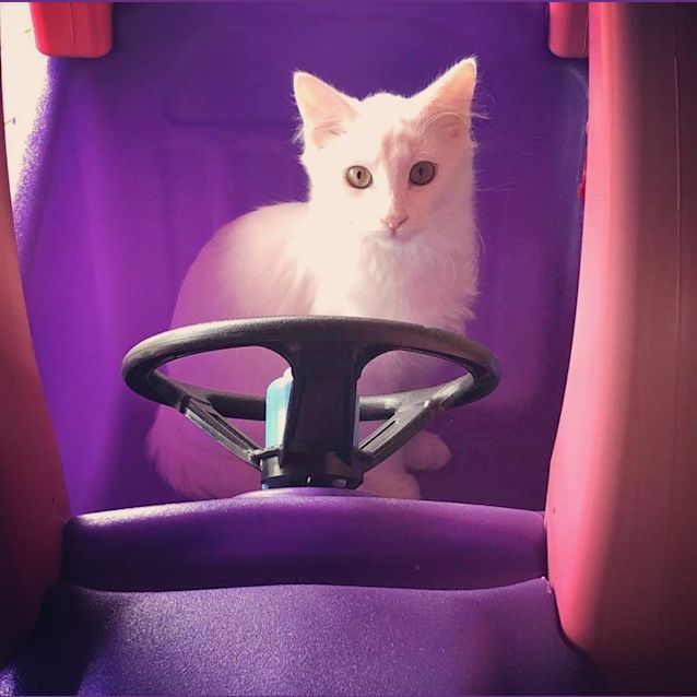 Photo of Tofu
