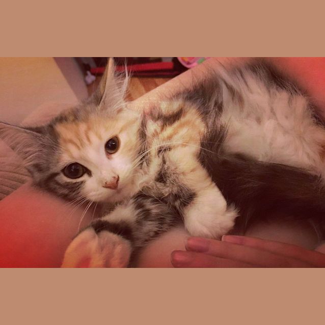 Photo of Chickpea 