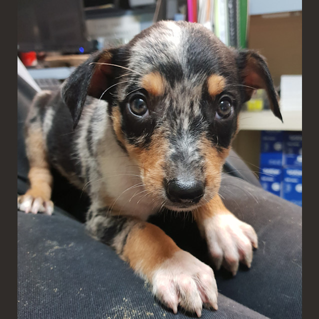 Photo of Jazz