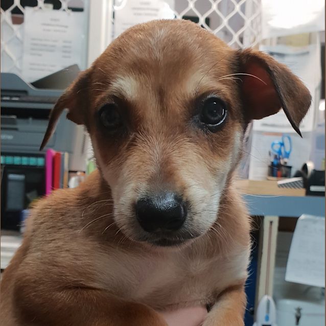 Photo of Baron