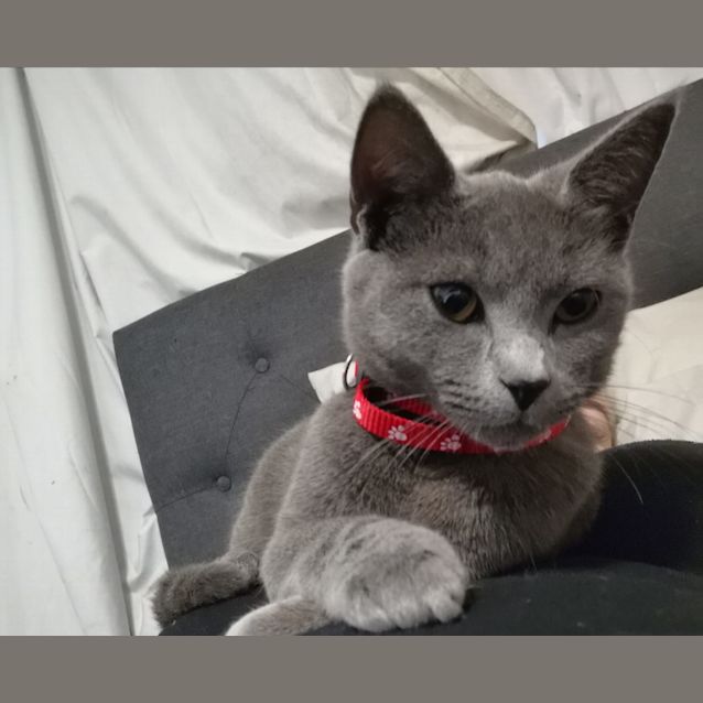 Photo of Nikolai