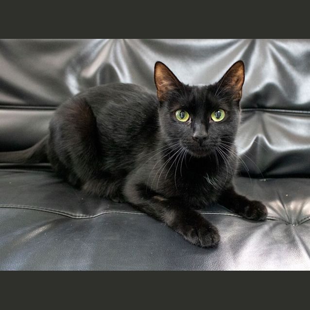 Photo of Alita