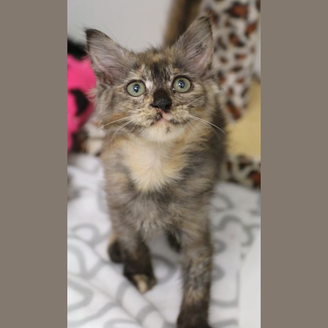 Photo of Pumpkin