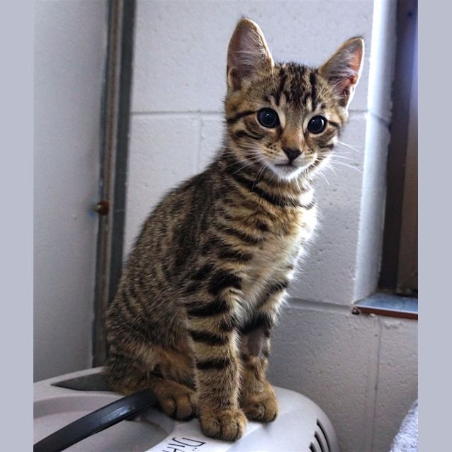 Photo of Samson
