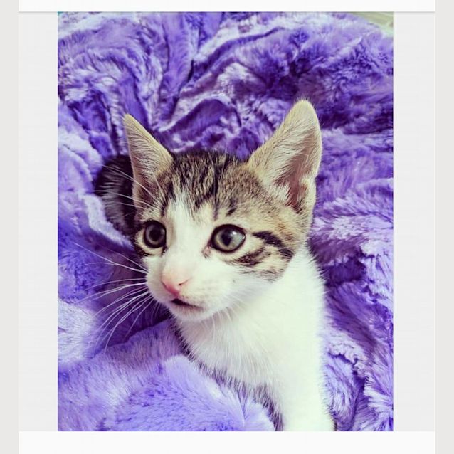 Photo of Tonka