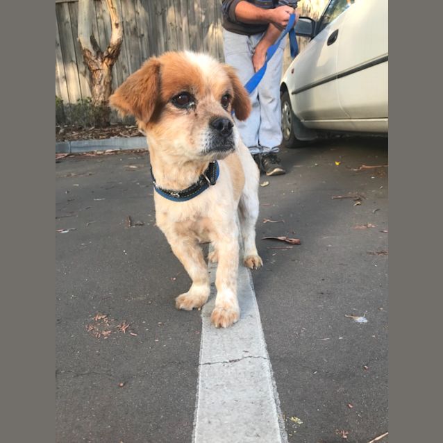 Photo of Scrappy 