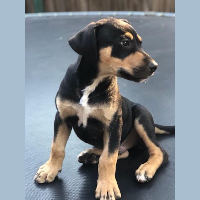 Photo of Pumba