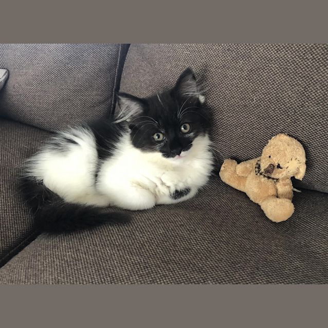 Photo of Ziggy