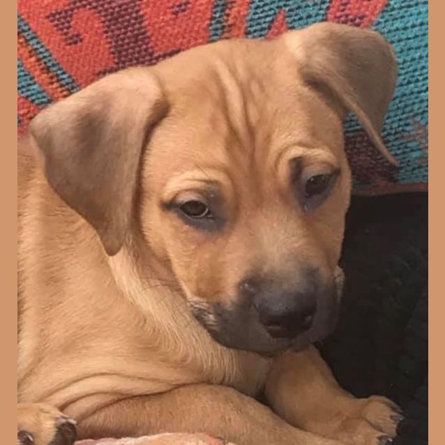 Photo of Simba 