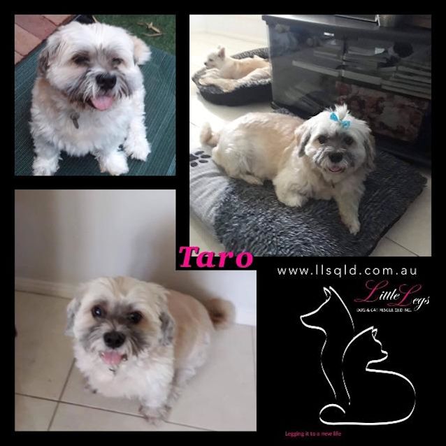 Photo of Taro