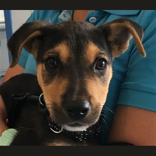 Photo of Buddy