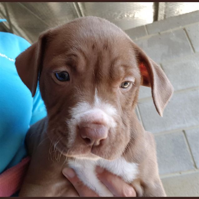Photo of Coco