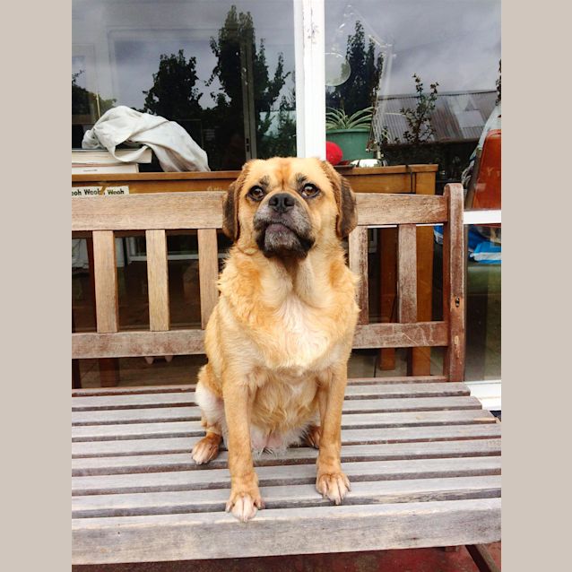 Photo of Piglet (Now Maggie) 