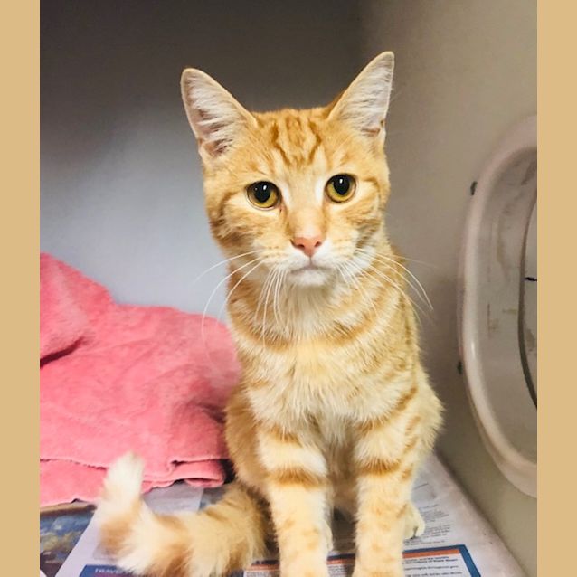 Photo of Pipkin