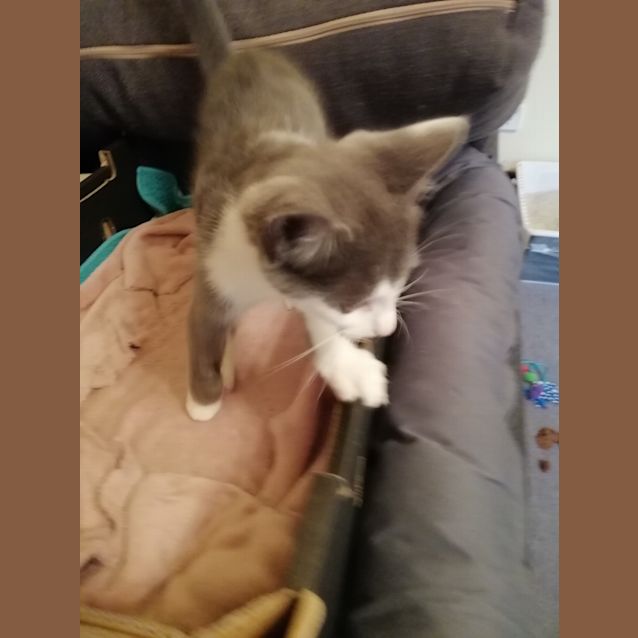 Photo of Chester
