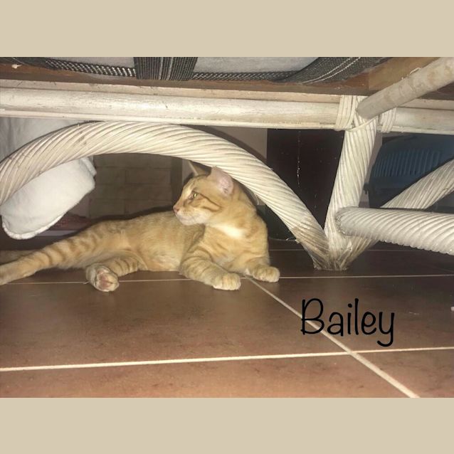 Photo of Bailey On Sale Now