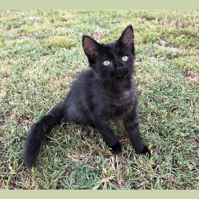 Photo of Ember