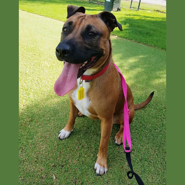 Photo of Bailey Db465