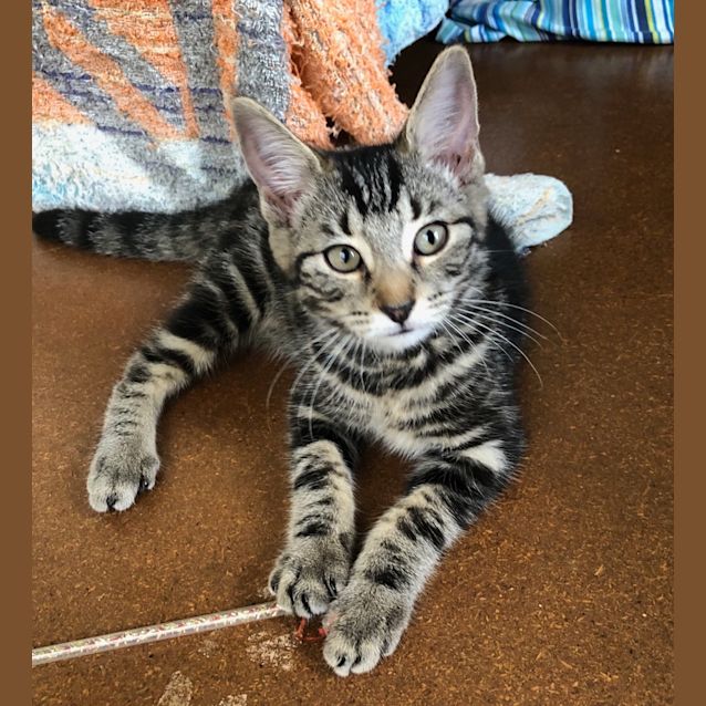 Photo of Bobby On Sale Now