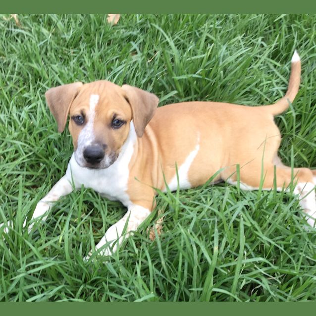 Photo of Bailey (Adopted) And Magpie