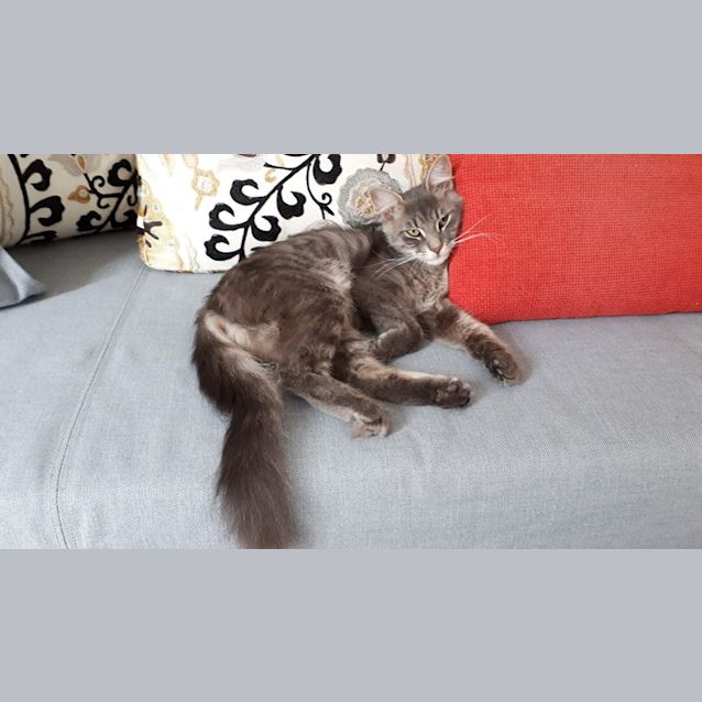 Photo of Sassafras
