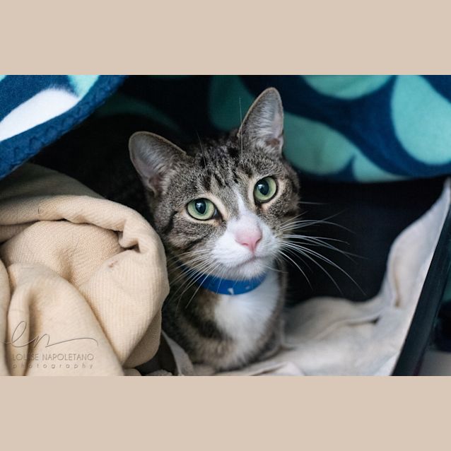 Photo of Tiger (1142)