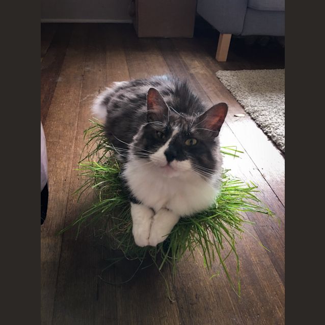 Photo of Fergus