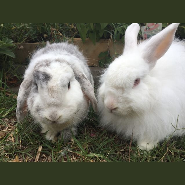 Photo of Fluffy & Lola