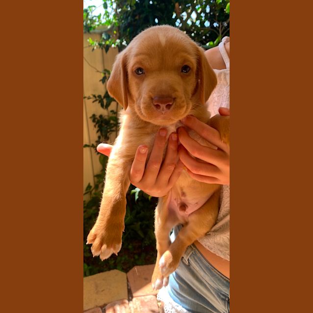 Photo of 9 Lab Cross Puppies 
