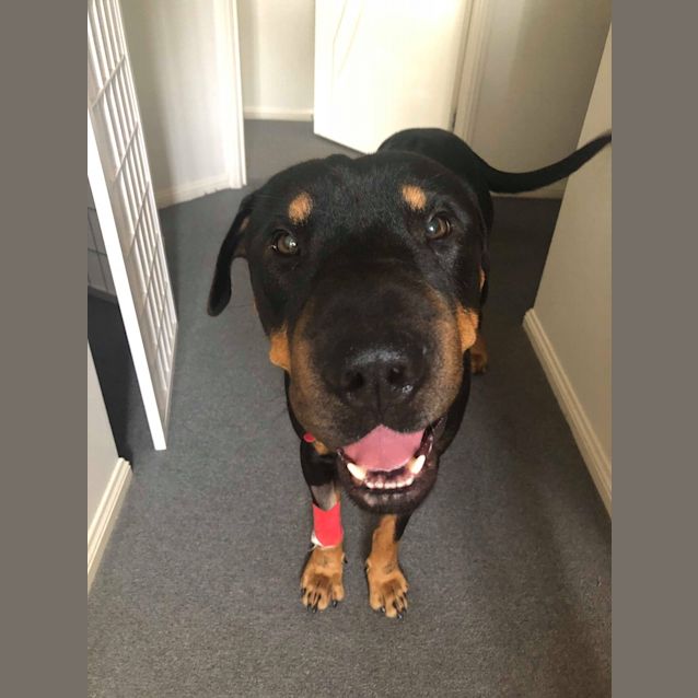 Photo of Tyson 