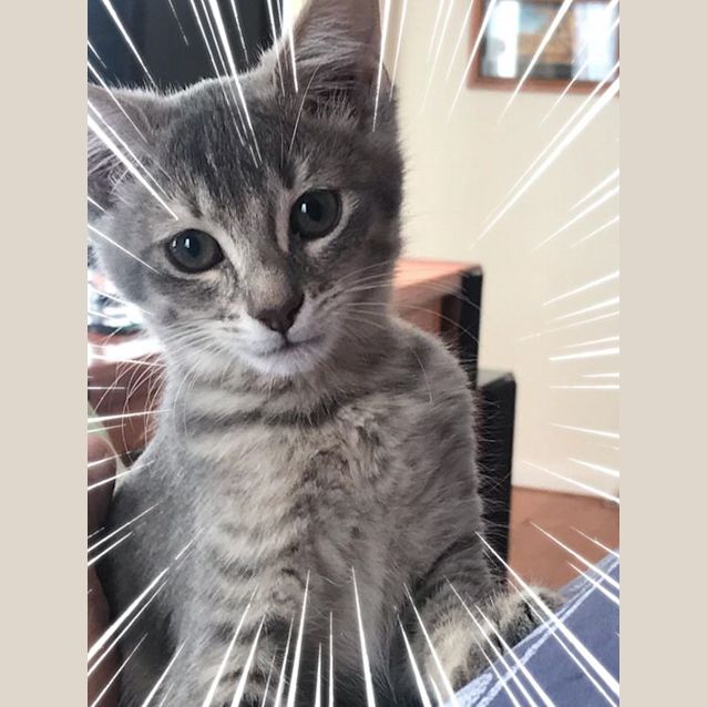 Photo of Serfina