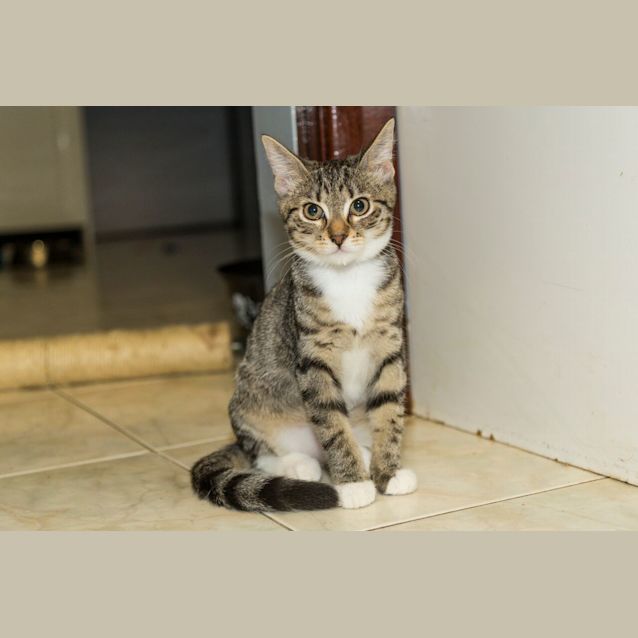 Photo of Choco