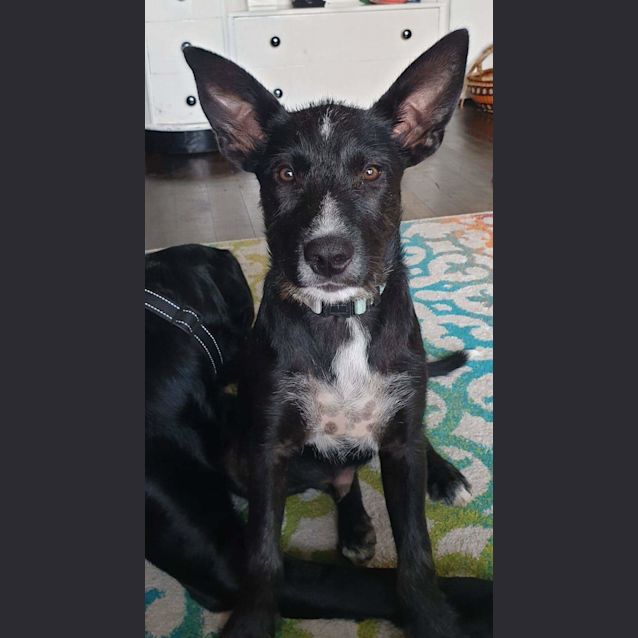 Photo of Alpha